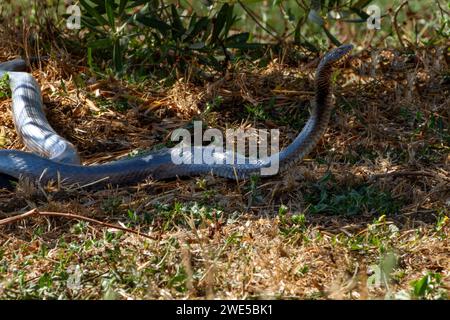 Dolichophis jugularis, also known commonly as the black whipsnake and the large whip snake, Stock Photo