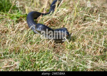 Dolichophis jugularis, also known commonly as the black whipsnake and the large whip snake, Stock Photo