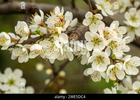 Blooming flowers on a small branch against the background of a fruit tree trunk Stock Photo