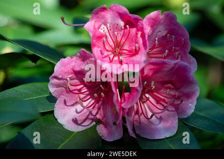 Iver, Buckinghamshire, UK. 5th November, 2023. Pink Rhododendron flowers. Autumn colours on a sunny Autumnal day. Credit: Maureen McLean/Alamy Stock Photo