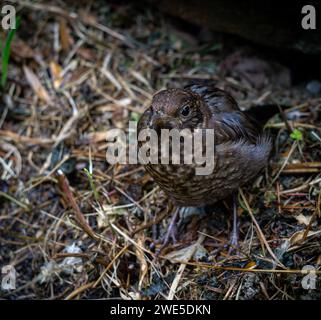 blackbird chick flying out of the nest Stock Photo