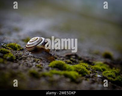 garden snail crawling on a stone wall covered with moss Stock Photo