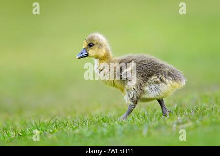 Greylag goose / graylag goose (Anser anser) cute gosling walking over grassland in spring Stock Photo