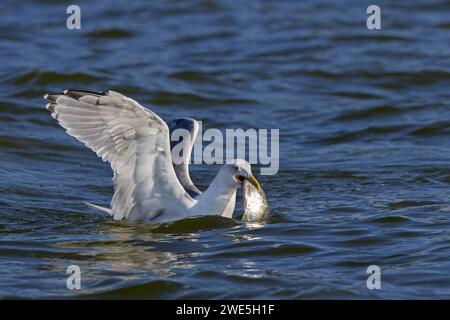 European herring gull (Larus argentatus) swimming at sea with big fish prey in beak Stock Photo