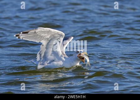 European herring gull (Larus argentatus) swallowing big fish while swimming at sea Stock Photo