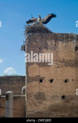 Stork and its young sit on their nest built on the corner of the ancient walls of the fortified citadel of Meknes, Morocco Stock Photo