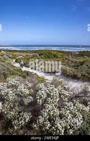 Man rides fat tire bicycle on sandy path past flowering bushes along coast and beach in Walker Bay Nature Reserve, Gansbaai De Kelders, Western Cape, Stock Photo