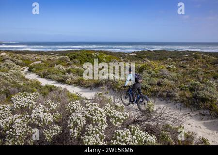 Man rides fat tire bicycle on sandy path past flowering bushes along coast and beach in Walker Bay Nature Reserve, Gansbaai De Kelders, Western Cape, Stock Photo