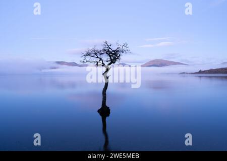 lone tree Milarrochy Bay Loch Lomond Scotland Stock Photo