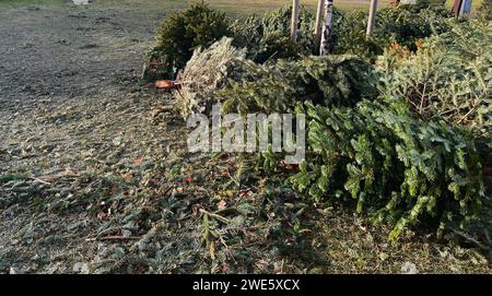 Pile of discarded christmas trees outdoors at the street  Stock Photo