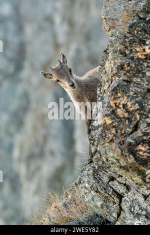 Alpine ibex cub (Capra ibex) climbing an incredibly steep cliff against blurred rock wall in the background, Alps Mountains, Italy. Stock Photo