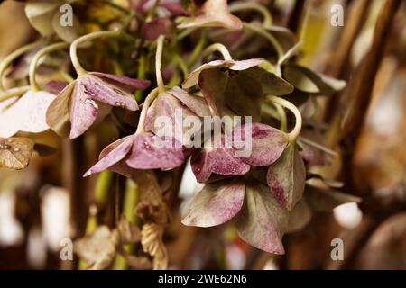 Detail of pink hortensia , hydrangea flower in winter , Stock Photo