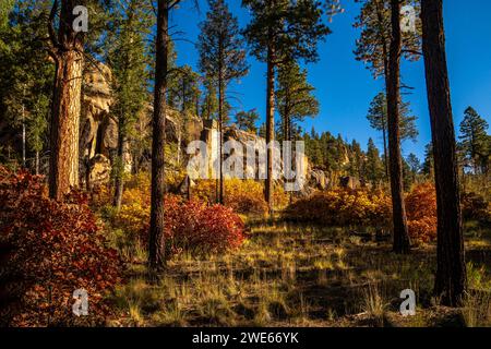 Gambel Oaks (Quercus gambelii), Quaking Aspens (Populus Tremuloides) and Colluvial Tuff near Fenton Lake, New Mexico Stock Photo