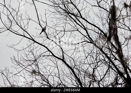 Different types and shapes of green, foliage including Spanish moss from trees and bushes, plus a bird!! Stock Photo