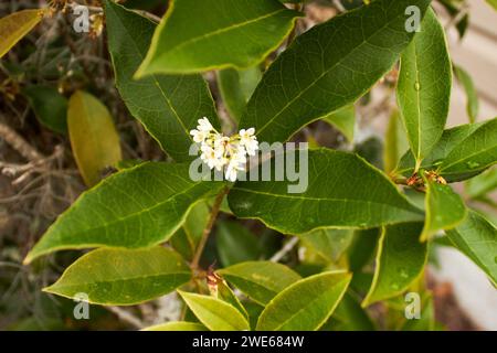 Different types and shapes of green, foliage including Spanish moss from trees and bushes, plus a bird!! Stock Photo