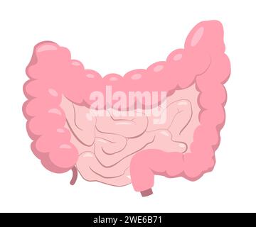Medical chart of intestine in realistic style with shadows and highlights. Human anatomy concept for educational or pharmacy use. Vector illustration Stock Vector