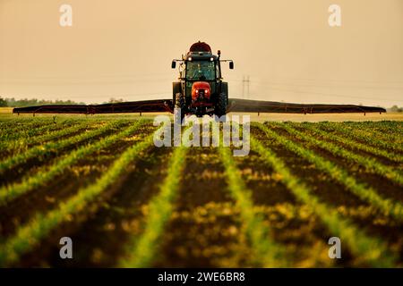 Farmer in tractor spraying fertilizer on corn filed at sunset under sky Stock Photo