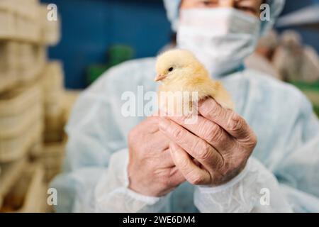 Veterinarian wearing protective suit and holding chicken in hand Stock Photo