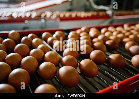 Eggs on machinery at poultry farm Stock Photo