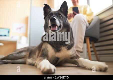 Dog sitting on floor with woman using smart phone in background Stock Photo