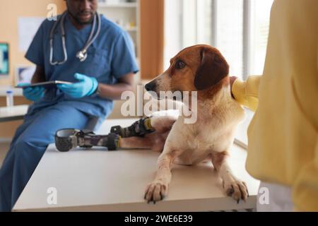 Disabled dog sitting on table near veterinarian and woman in clinic Stock Photo