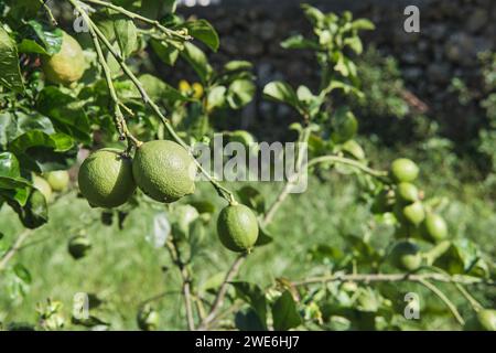 Fresh green lemon limes on tree in organic garden Stock Photo