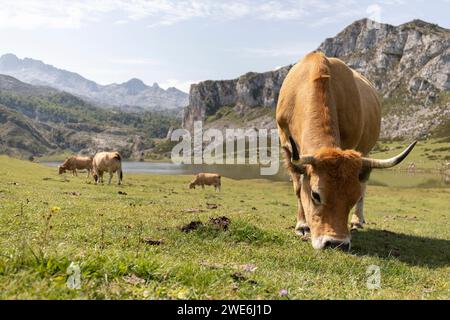 Cows grazing at meadow in Covadonga, Asturias, Spain Stock Photo