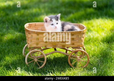 Little calico kitten in the straw basket Stock Photo