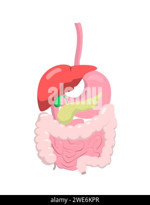 Concept of human digestive system. Flat realistic style illustration for banner, book cover, educational use. Stock Vector