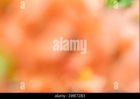 Abstract peach colored background with green accents Stock Photo