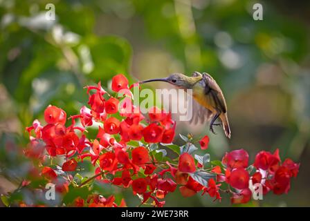 Little spiderhunter on flower. little spiderhunter is a species of long-billed nectar-feeding bird in the family Nectariniidae. Stock Photo