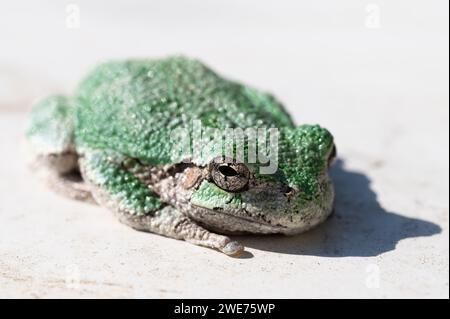 Tree frog sitting in the sun Stock Photo