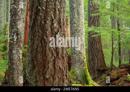 Forest along Trail of the Shadows, Mt Rainier National Park, Washington Stock Photo