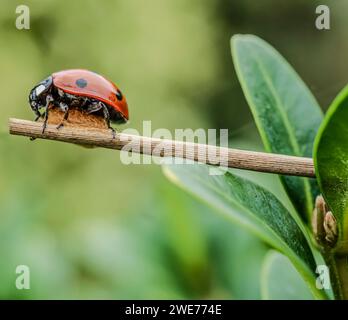 Seven-spot ladybird with eggs Stock Photo