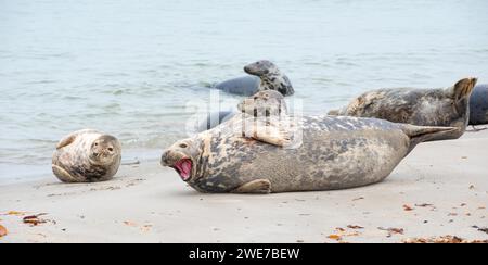 Group of grey seals lying relaxed on a sandy beach, one animal yawning with its mouth wide open and teeth visible, some animals lying in the water Stock Photo