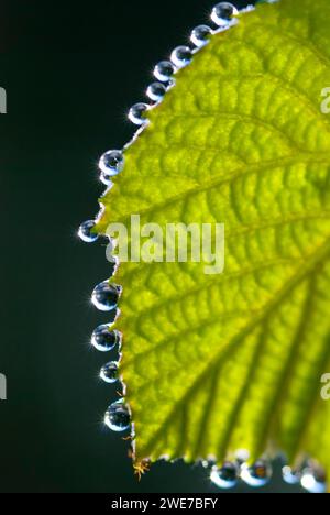 A green leaf of a vine plant (Vitis) with shiny water droplets on the edge in sunlight, dewdrops lined up, raindrops, clarity, purity, macro shot Stock Photo