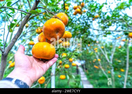 Farmers' hands hold ripe tangerines preparing to harvest for the Lunar New Year in the Mekong Delta region of Vietnam Stock Photo