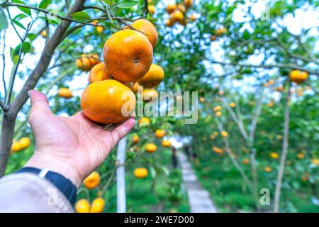 Farmers' hands hold ripe tangerines preparing to harvest for the Lunar New Year in the Mekong Delta region of Vietnam Stock Photo