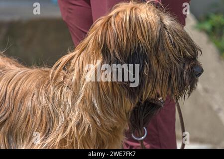 Portrait of a Briard, French dog breed, Mecklenburg-Vorpommern, Germany Stock Photo