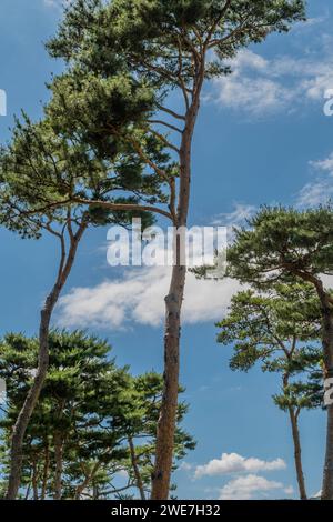 Tall evergreen trees against blue sky with white puffy clouds in South Korea Stock Photo