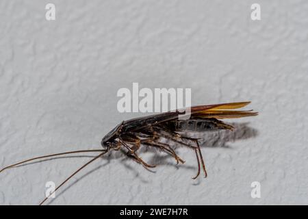 Close up of dead winged cockroach on isolated textured white background Stock Photo