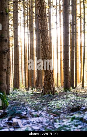 Sunbeams penetrate the trees while soft snow covers the forest floor, Unterhaugstett, Black Forest, Germany Stock Photo