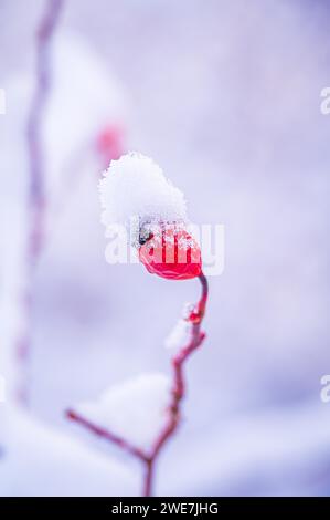 Red rosehip (Rosa canina) covered with snow in winter, Jena, Thuringia, Germany Stock Photo