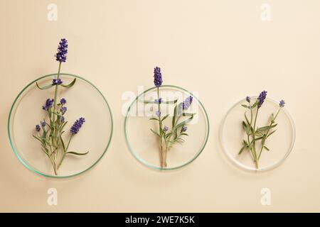 Several glass petri dishes of lavender flowers in different sizes from small to large on beige background. Lavender (Lavandula) has many uses for peop Stock Photo