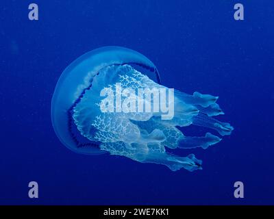 Barrel jellyfish (Rhizostoma pulmo) in front of a monochrome blue background, detachable, dive site Cap de Creus Marine Reserve, Rosas, Costa Brava Stock Photo