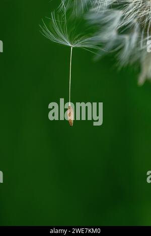 Common dandelion (Taraxacum) in detail, Mindelheim, Bavaria, Germany Stock Photo