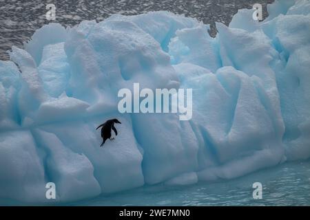 An adelie penguin traverses a steep iceberg in the Weddell Sea near James Ross Island Stock Photo