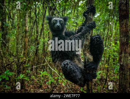 Indri lemur in the rainforests of eastern Madagascar, Madagascar Stock Photo