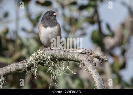 A dark eyed junco (Junco hyemalis) perched in an oak savannah in the San Francisco Bay area of California. Stock Photo
