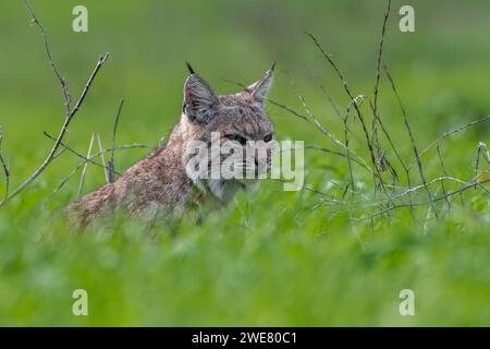 A bobcat (Lynx rufus) in tall grass in a California field. Stock Photo